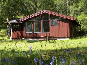 Birch Chalet with bluebells