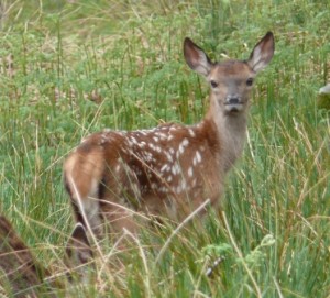 Deer calf - resized