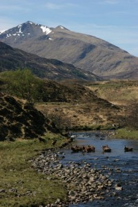 Glen Strathfarrar - deer wading river